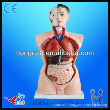 Advanced High Quality Medical Torso model 85cm educational model 19 parts Torso Model